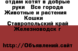 отдам котят в добрые руки - Все города Животные и растения » Кошки   . Ставропольский край,Железноводск г.